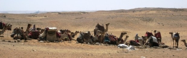 Line_of_camels_3