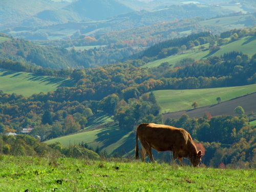 MILLAU AND UZES 10 (196)