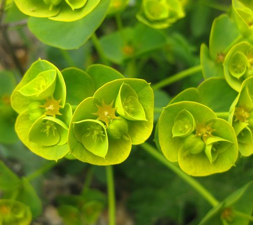 IMG_6992 bc 4  (135)