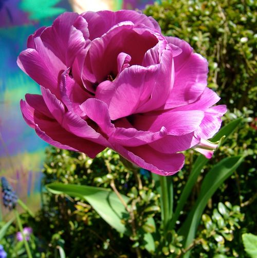 Keukenhof Gardens 035