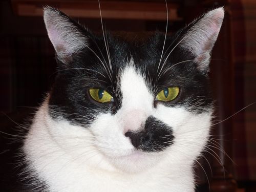 London thanksgiving 15