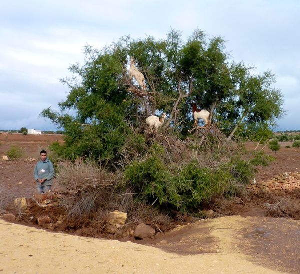 Marrakesh for the blog 87
