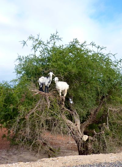 Marrakesh for the blog 93