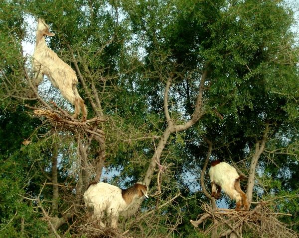 Marrakesh for the blog 89