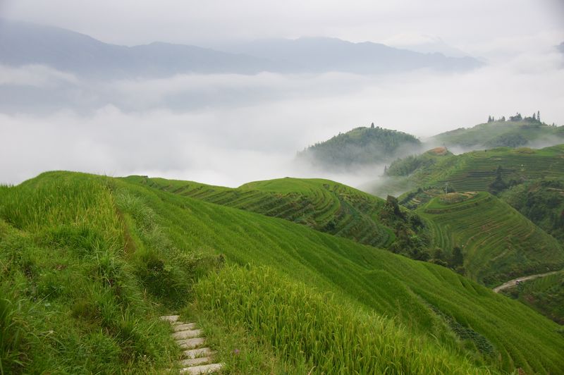 Rice fields china 56