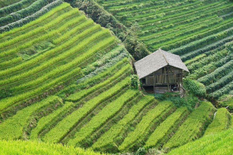 Rice fields china 18
