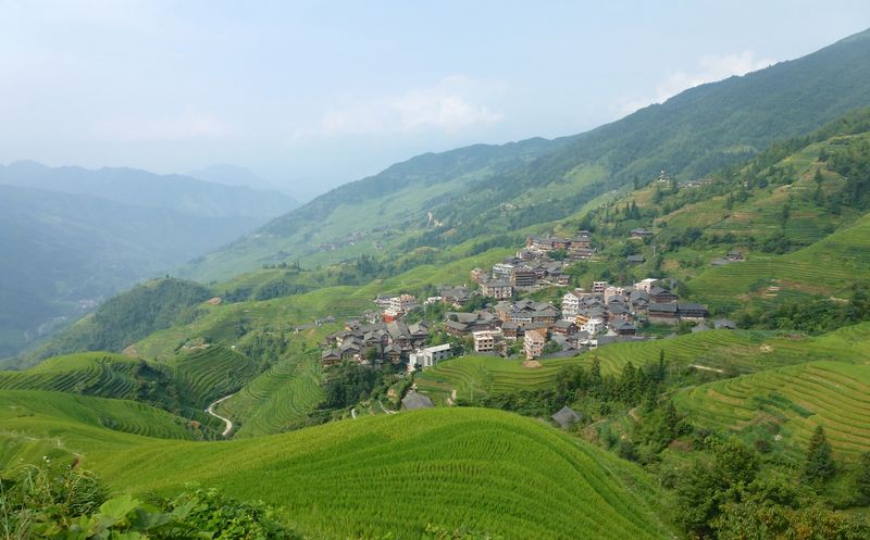 Rice fields china 42