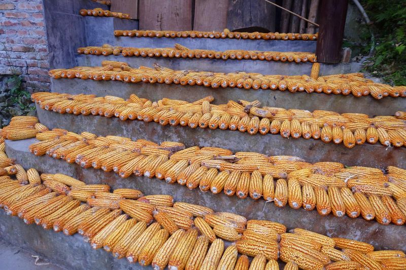 Rice fields china 53