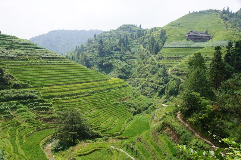 Rice fields china 30