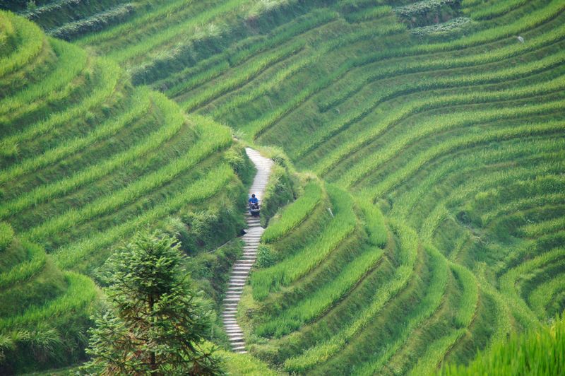Rice fields china 16