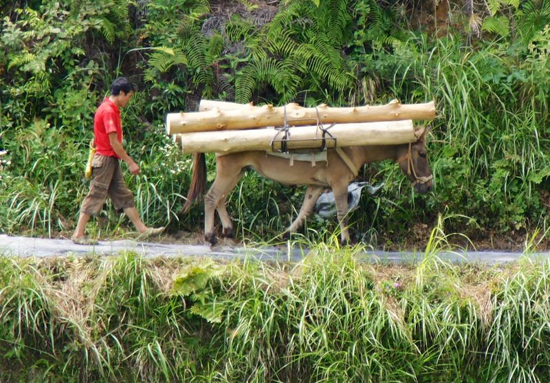 Rice fields china 33