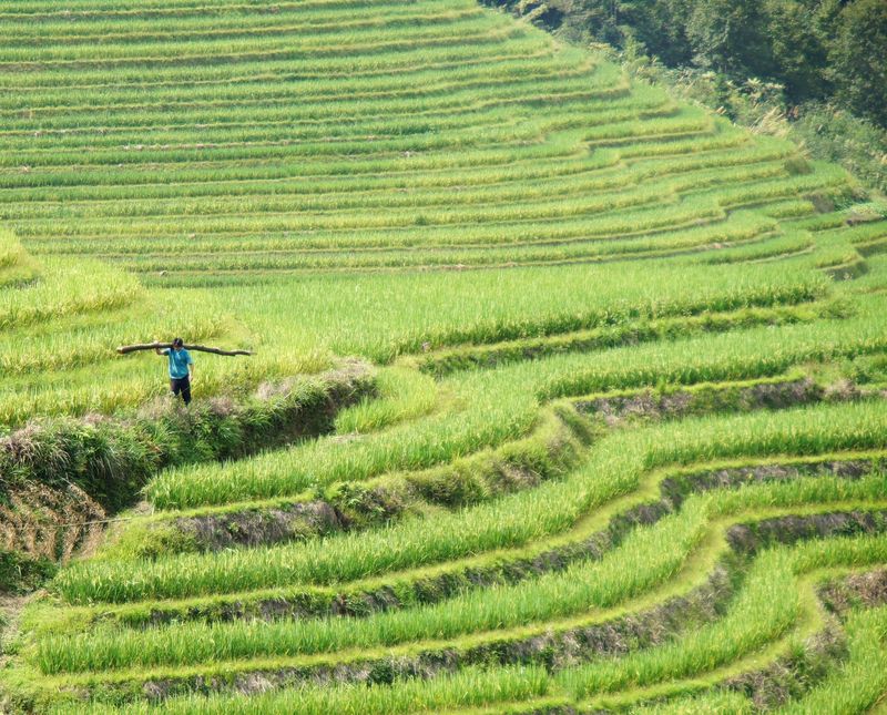 Rice fields china 36