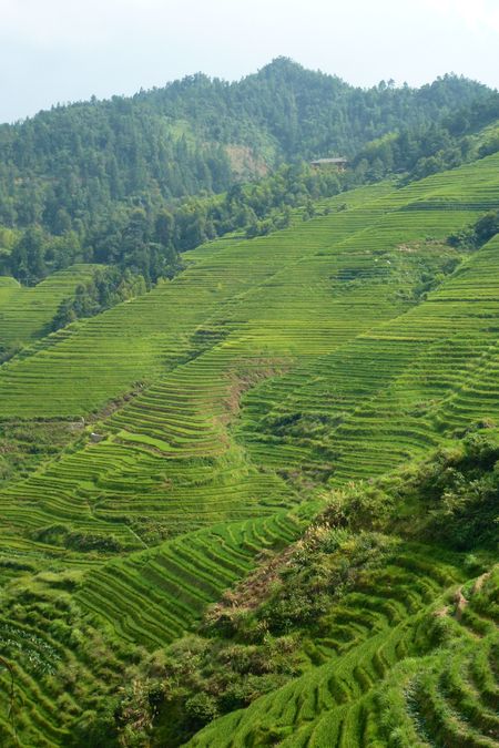 Rice fields china 49