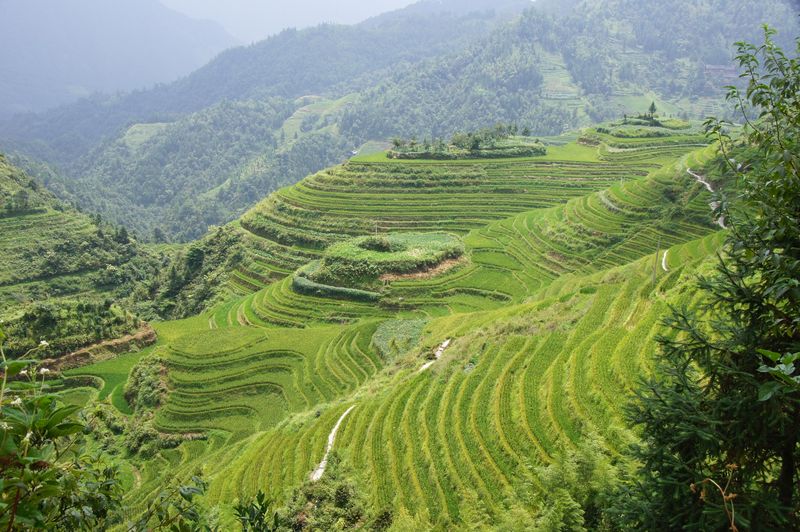 Rice fields china 31