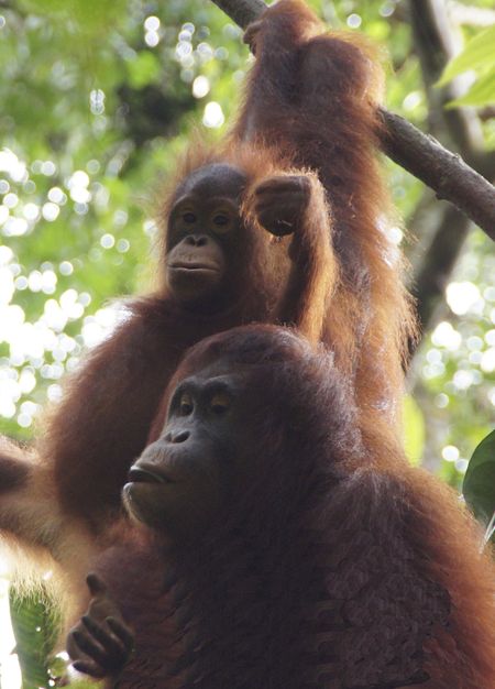 Orangutans