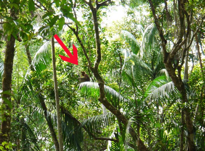 Kuching borneo 13_edited-1