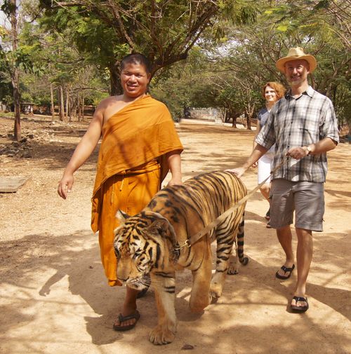 Tiger temple 105