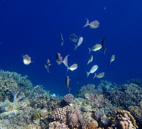 Snorkle - the maldives 8