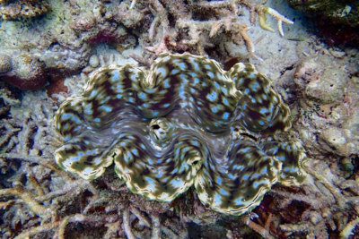 Snorkle - the maldives 4