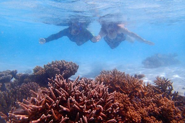 Snorkle - the maldives 5