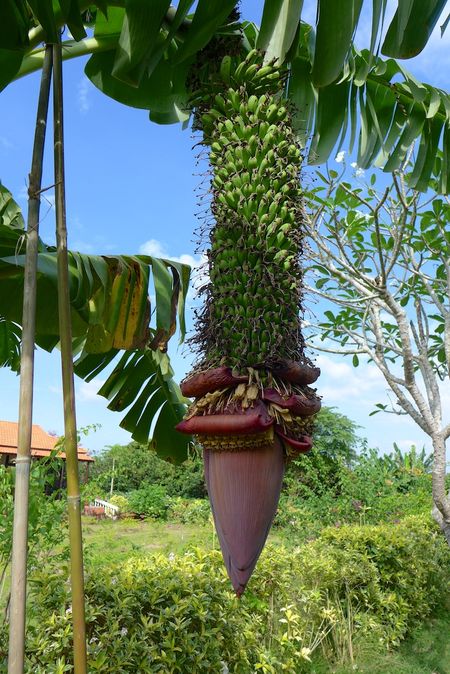 MeKong Delta 2014 62