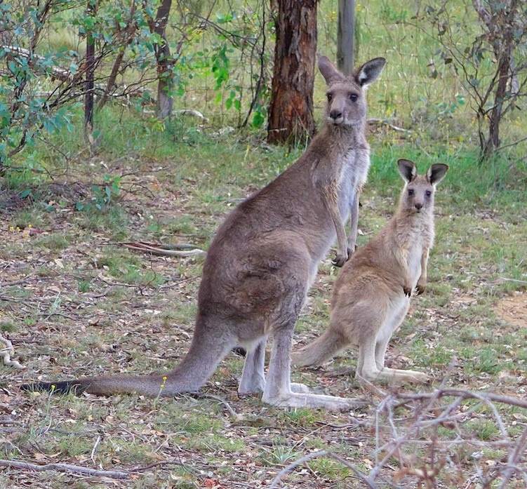 Sydney 2015 3 Sydney 2015 3
