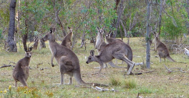 Sydney 2015 8 Sydney 2015 8