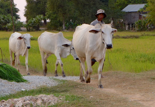Cambodia girls trip 76 Cambodia girls trip 76